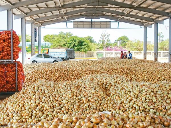 今年洋蔥大豐收，屏東車城農會集散場堆滿收購來的洋蔥，苦惱要如何「消化」。 記者潘欣中／攝影