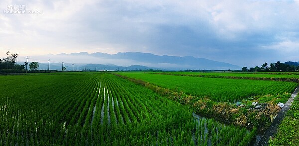 花蓮縣瑞穗鄉瑞良村稻田。(楊欽亮攝)