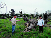 老樹移植頂寮公園　任由枯死