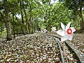 雲林桐花祭　遊客追雪尋浪漫