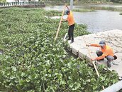 新竹縣市湖泊　慘遭布袋蓮覆蓋
