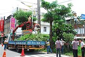 防颱修剪路樹　花蓮市不再「理光頭」