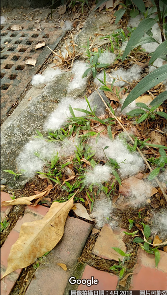 潮州運動公園內的木棉花棉絮。(Google Map)