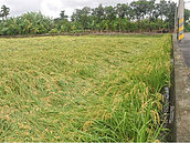 暴雨侵襲讓稻作倒伏　嘉義農民搶收