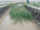 佳龍橋出海河道長滿雜草　影響排水恐致淹水