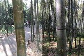 京都嵐山竹林在哭泣　各國刻字讓日本人心碎一地