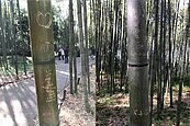 京都嵐山竹林在哭泣　各國刻字讓日本人心碎一地