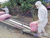 又見禽流感　麻豆1養禽場中鏢