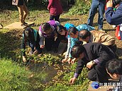 士林官邸野放「黃緣螢」　北市賞螢公園再添一處