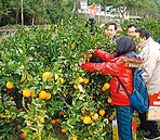 峨眉桶柑節　周末登場