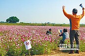 鹽水燈節未開幕　花海已踩禿