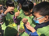 復育螢火蟲　士林官邸種「螢苗」