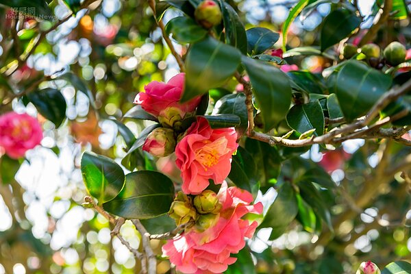 （好房網News記者張聖奕／攝影）