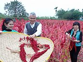 庇護農場開幕　繽紛紅藜田成新景觀