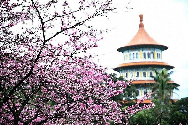 新北市各地櫻花陸續綻放,淡水天元宮後山三色櫻已近滿開,但新一波冷氣團、寒流帶來雨勢,可能打落櫻花,想賞花的民眾要把握雨停空檔。圖/新北市景觀處提供