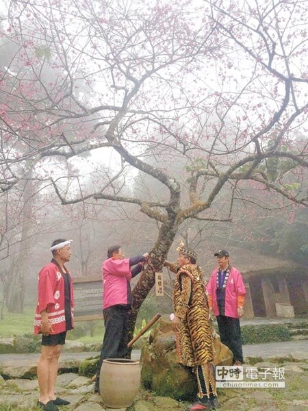 九族櫻花祭揭幕,縣長林明溱(左二)為指標櫻掛牌。(沈揮勝攝)