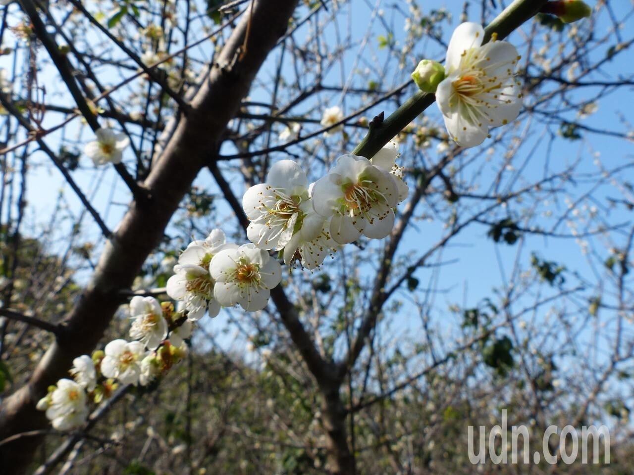 彰化縣花壇鄉岩竹村在虎山岩附近，有一處賞梅秘境，有約30多棵梅樹正值盛開。美不勝收。記者劉明岩／攝影