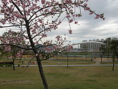 河津櫻、山櫻、八重櫻...綿延7公里的櫻花大道在新店　