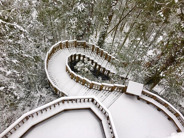 馬告生態園區目前積雪達6公分，宛如銀白世界。圖／馬告生態園區