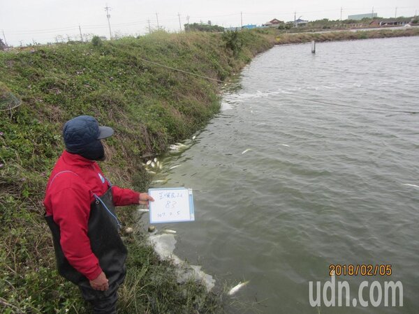 低溫持續，台南七股今傳虱目魚凍傷翻白肚。記者謝進盛/攝影 