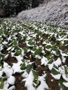 寒流發威下雪覆蓋　桃園山區蔬菜柑橘水蜜桃損失慘重