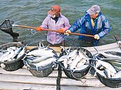 連5天凍未條　雲嘉南虱目魚「去了了」