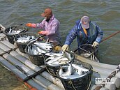 停電雪上加霜　虱目魚凍死擴大