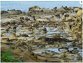 和平島聯外橋　盼夏季前通車