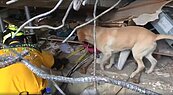 搜救犬的名字「鐵雄」　原來有這個意涵