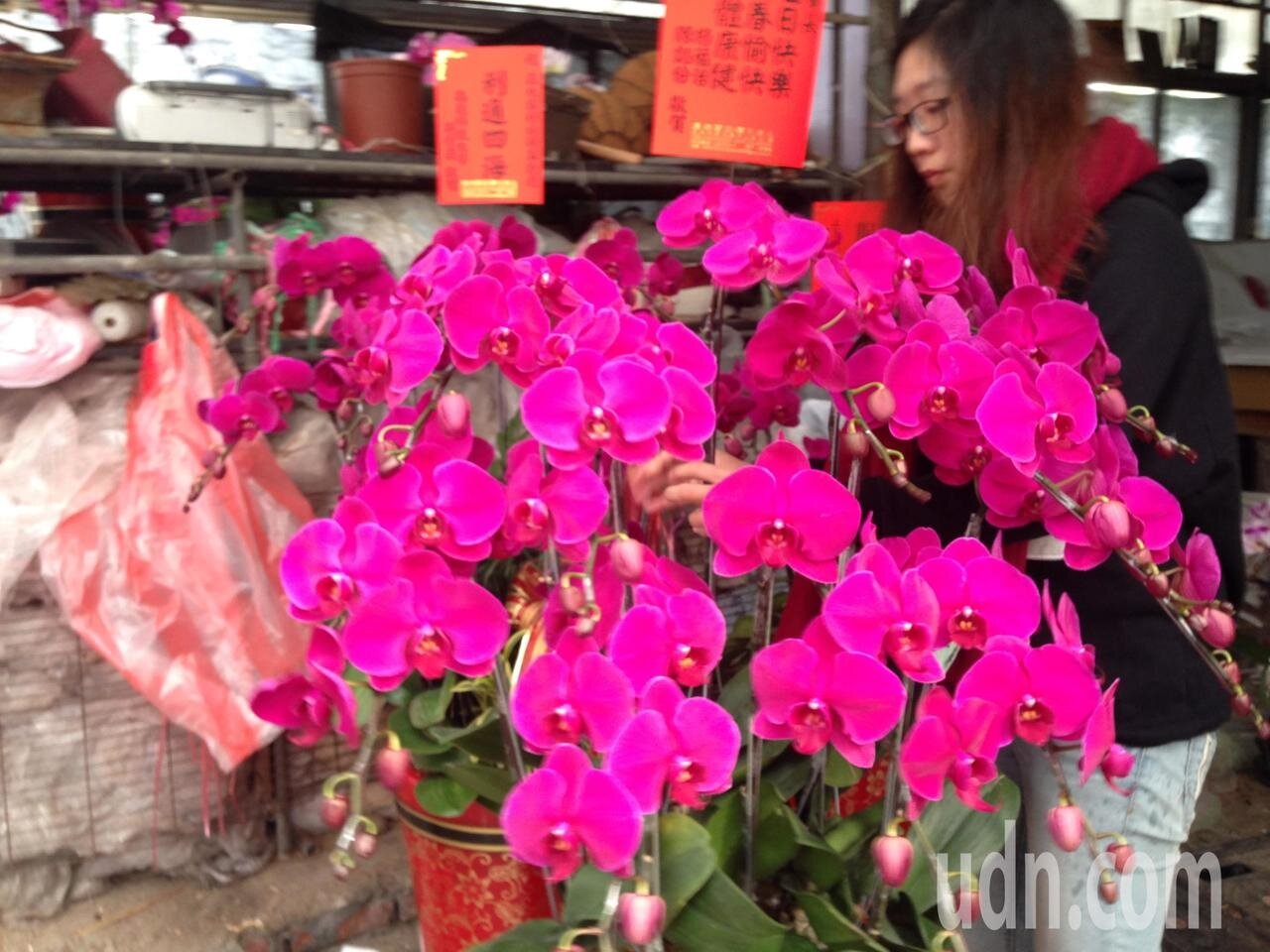 今年天氣太冷，蘭花含苞未開，農曆春節最搶手的大紅蝴蝶蘭，出現前空未有大缺貨。記者吳淑玲／攝影