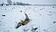 俄大雪墜機　機上71人全數罹難