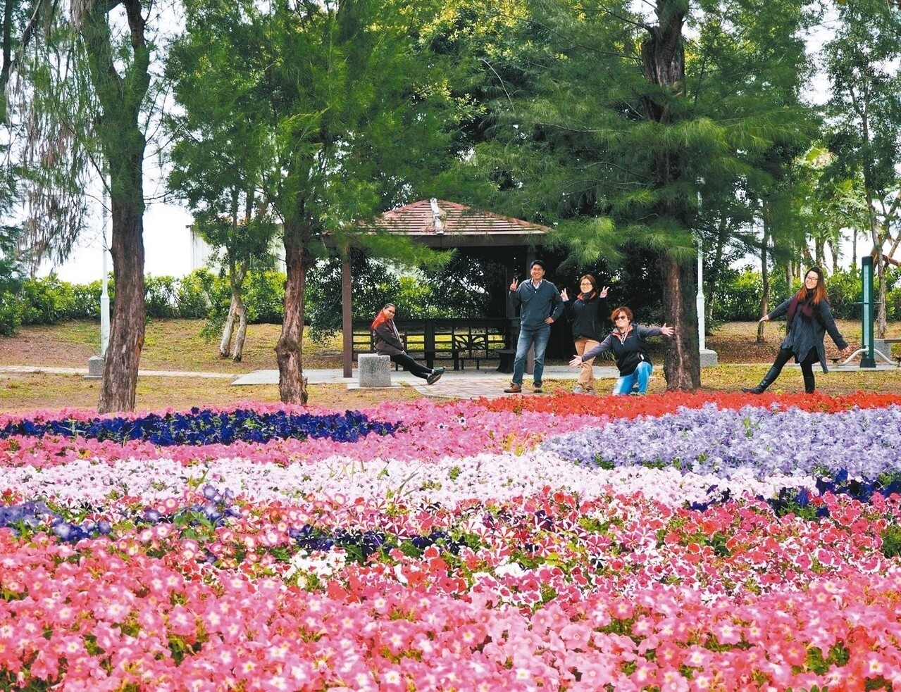 高雄市永安烏林投公園廣植矮牽牛花，百花盛放。 記者王昭月／攝影