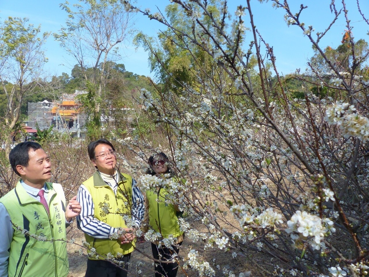 彰化縣花壇鄉虎山岩風景區附近的梅花剛開完，李花也跟著登場，枝頭白皚皚，彷彿鋪上白雪，美不勝收。記者劉明岩／攝影