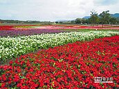 大農大富11公頃花海迎客