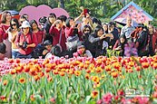 春遊鬱金香展　3天湧15萬人