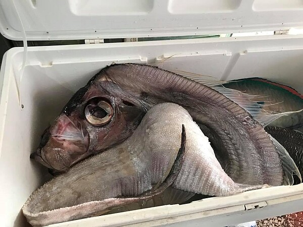 地震魚(臉書釣魚人好去處 烏石港 一字堤 龜山島 釣況分享樂)