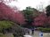 陽明山花季絢麗登場　感受繽紛燦爛櫻花之美
