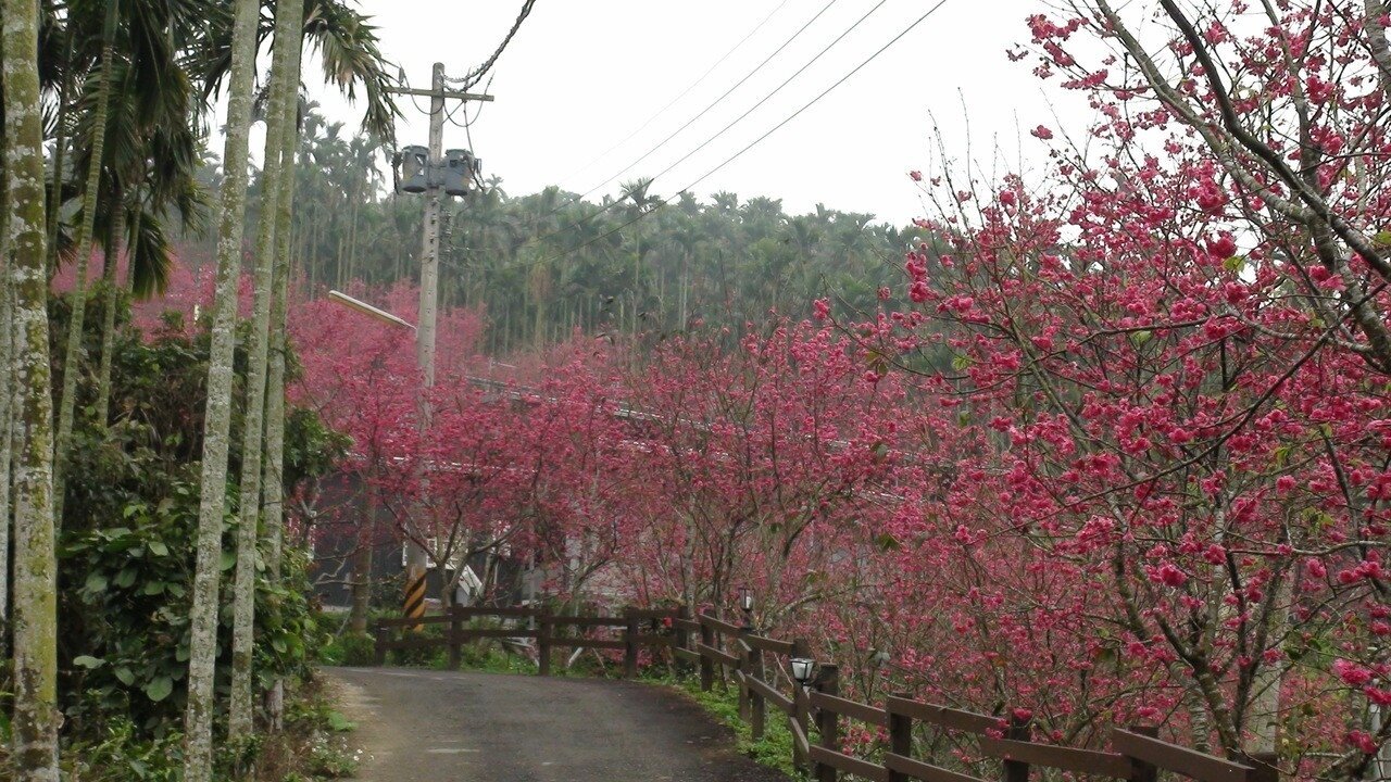 鶯山民宿栽種3000多株櫻花，最近盛開。記者謝恩得／攝影