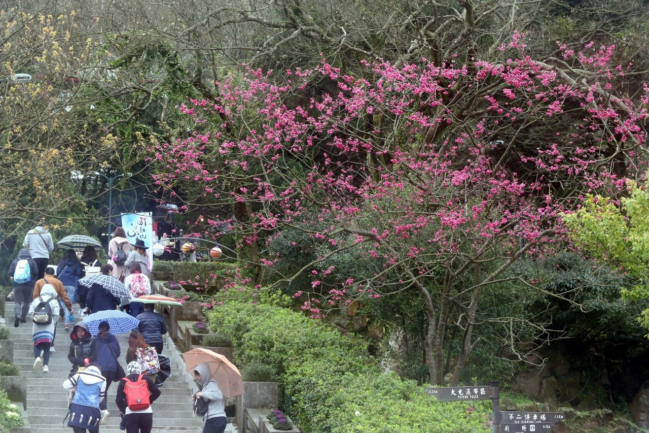 陽明山花季開始了，山區偶爾仍是霧雨的天氣，許多遊客撐著傘前來賞花，遊興未減。 記者邱德祥／攝影