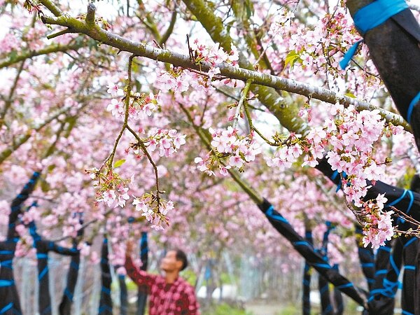 彰化縣芬園鄉溪尾村慶光路花卉生產遊憩園區有上千株櫻花怒放。 記者劉明岩/攝影