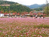 春遊花海　陽明山、宜蘭大同正美