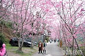 粉紅浪漫櫻花海　桃園復興巴陵櫻花盛開至3月初