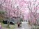 粉紅浪漫櫻花海　桃園復興巴陵櫻花盛開至3月初