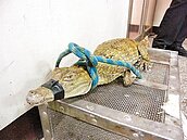 竹北排水溝　驚見小鱷魚