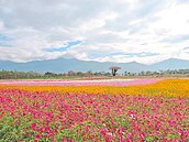 新埤花海　一波比一波繽紛