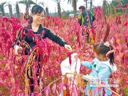 台糖馬光農場近200公頃土地被規畫為大糧倉，計畫種植節水的雜糧，如小麥、大豆、玉米等。圖為遊客在藜麥田裡玩耍。（許素惠攝）