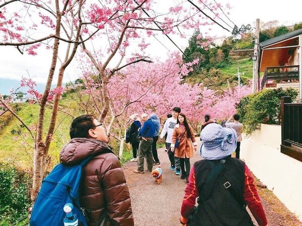 桃園市復興區巴陵櫻木花道櫻花綻放，花期延續至3月初。 記者許政榆／攝影 