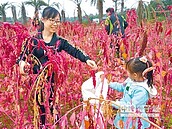 全台最大有機專區　近期動土