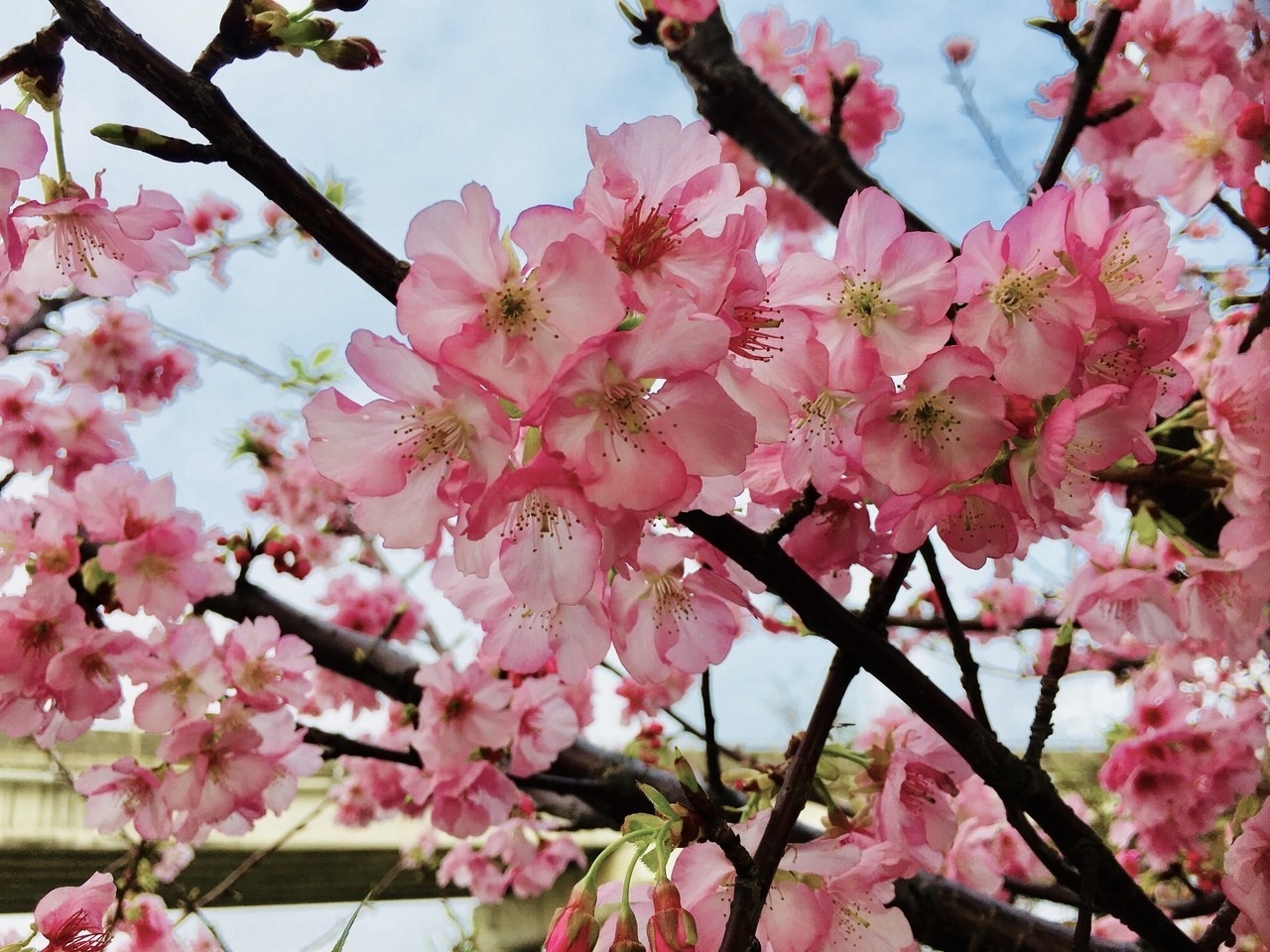只要順著光線方向，就能簡單拍出櫻花的美。記者張雅婷／攝影