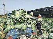 今年高麗菜不再悲情　農民：三年一運　好歹照輪